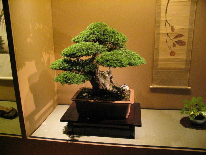 Toko peralatan bonsai terdekat di medan