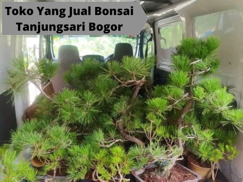 Toko peralatan bonsai terdekat di bogor